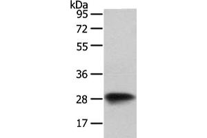 Gel: 8 % SDS-PAGE, Lysate: 40 μg, Lane: NIH/3T3 cell, Primary antibody: ABIN7128073(VAPA Antibody) at dilution 1/400 dilution, Secondary antibody: Goat anti rabbit IgG at 1/8000 dilution, Exposure time: 1 second (VAPA anticorps)