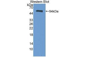 Detection of Recombinant HSF2, Human using Polyclonal Antibody to Heat Shock Transcription Factor 2 (HSF2) (HSF2 anticorps  (AA 294-518))