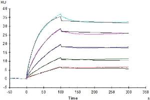 Human Beta Klotho, His Tag captured on CM5 Chip via anti-His antibody can bind Human FGF21, mFc Tag with an affinity constant of 0.