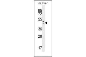 Western blot analysis of HEXIM1 antibody (Center) in mouse liver tissue lysates (35ug/lane). (HEXIM1 anticorps  (Middle Region))