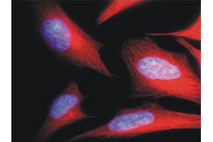 Immunofluorescence staining of HeLa human cervix carcinoma cell line using anti-alpha-tubulin (; red). (alpha Tubulin anticorps  (Biotin))
