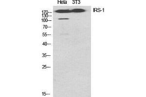 Western Blot (WB) analysis of specific cells using IRS-1 Polyclonal Antibody. (IRS1 anticorps  (Ser616))