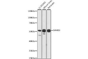 Western blot analysis of extracts of various cell lines, using S antibody (ABIN7270592) at 1:1000 dilution. (SAMD3 anticorps  (AA 1-210))