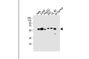 All lanes : Anti-PDCD4 Antibody (Center) at 1:2000 dilution Lane 1: Hela whole cell lysate Lane 2: Jurkat whole cell lysate Lane 3: HepG2 whole cell lysate Lane 4: 293 whole cell lysate Lane 5: HL-60 whole cell lysate Lane 6: Mouse thymus tissue lysate Lysates/proteins at 20 μg per lane. (PDCD4 anticorps  (AA 121-149))
