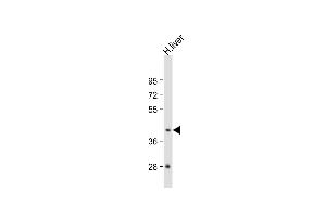 Anti-GNA15 Antibody (C-term) at 1:1000 dilution + human liver lysate Lysates/proteins at 20 μg per lane. (GNA15 anticorps  (C-Term))
