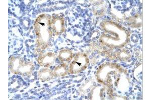 Image no. 1 for anti-T-Box 1 (TBX1) (AA 396-445) antibody (ABIN202658)