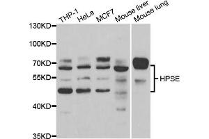 Western blot analysis of extracts of various cell lines, using HPSE antibody (ABIN5973355) at 1/1000 dilution. (HPSE anticorps)