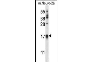 CDKN1A Antibody (C-term) (ABIN657391 and ABIN2846432) western blot analysis in mouse Neuro-2a cell line lysates (35 μg/lane). (p21 anticorps  (C-Term))