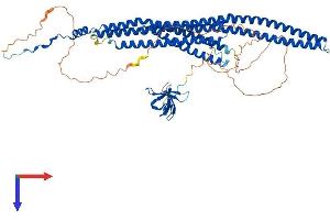 AlphaFold protein structure predicition of Mouse Recombinant Fnbp1 Protein, UniprotID Q80TY0