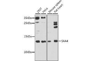 Western blot analysis of extracts of various cell lines, using S antibody (ABIN7270254) at 1:1000 dilution. (SAA4 anticorps  (C-Term))