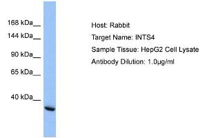 Host: Rabbit Target Name: INTS4 Sample Type: HepG2 Whole cell lysates Antibody Dilution: 1. (INTS4 anticorps  (C-Term))