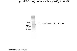 Image no. 2 for anti-Syntaxin 3 (STX3) (Cytoplasmic Domain) antibody (ABIN347000) (STX3 anticorps  (Cytoplasmic Domain))