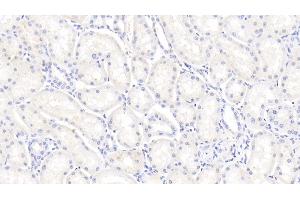 Detection of BMP7 in Bovine Kidney Tissue using Polyclonal Antibody to Bone Morphogenetic Protein 7 (BMP7)