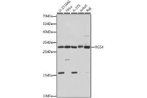 Western blot analysis of extracts of various cell lines using RGS4 Polyclonal Antibody at dilution of 1:1000. (RGS4 anticorps)