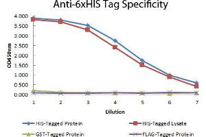 ELISA of Mouse anti-6xHIS Tag Antibody Antigen: HIS-tagged purified protein and E. (His Tag anticorps  (DyLight 405))
