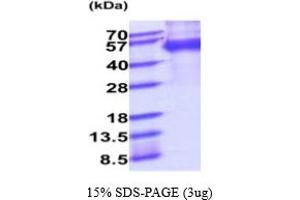SDS-PAGE (SDS) image for Milk Fat Globule-EGF Factor 8 Protein (MFGE8) (AA 23-426) protein (His tag) (ABIN6387960)