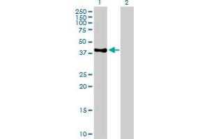 Western Blot analysis of POLE expression in transfected 293T cell line by POLE MaxPab polyclonal antibody. (POLE anticorps  (AA 1-370))
