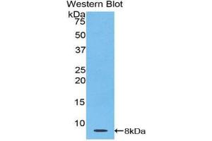 Western Blotting (WB) image for anti-Thymosin beta-4 (TMSB4X) (AA 1-44) antibody (ABIN1078566) (TMSB4X anticorps  (AA 1-44))
