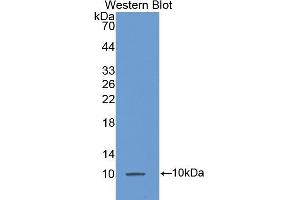 Detection of Recombinant MCP3, Mouse using Polyclonal Antibody to Monocyte Chemotactic Protein 3 (MCP3) (CCL7 anticorps  (AA 28-97))