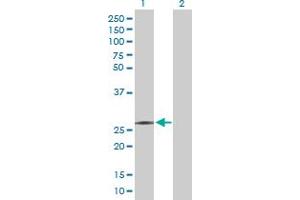 Western Blot analysis of RFXANK expression in transfected 293T cell line by RFXANK MaxPab polyclonal antibody. (RFXANK anticorps  (AA 1-237))