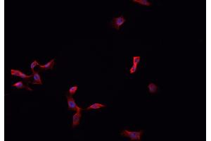 ABIN6276818 staining HepG2? (MPZ anticorps  (C-Term))