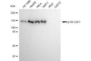 Western blotting analysis using p150 CAF1 antibody (ABIN7798059). (Recombinant CHAF1A anticorps)