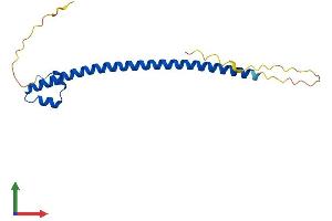 AlphaFold protein structure predicition of Mouse Recombinant Mafg Protein, UniprotID O54790