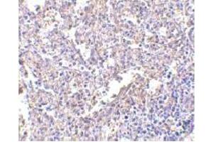 Immunohistochemistry (IHC) image for anti-Lymphocyte Antigen 96 (LY96) (AA 2-160) antibody (ABIN492534) (LY96 anticorps  (AA 2-160))