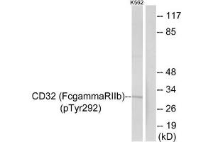 Western blot analysis of extracts from K562 cells treated with PMA using CD32 (Phospho-Tyr292) Antibody. (FCGR2B anticorps  (pTyr292))