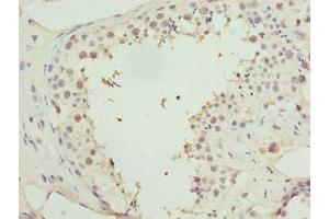 Immunohistochemistry of paraffin-embedded human testis tissue using ABIN7155453 at dilution of 1:100