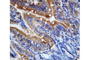 IHC-P: CX3CL1 antibody testing of rat intestine tissue (CX3CL1 anticorps  (N-Term))