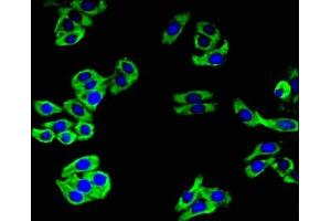 Immunofluorescent analysis of HepG2 cells using ABIN7146310 at dilution of 1:100 and Alexa Fluor 488-congugated AffiniPure Goat Anti-Rabbit IgG(H+L)