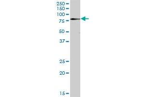ZNF266 MaxPab polyclonal antibody. (ZNF266 anticorps  (AA 1-263))