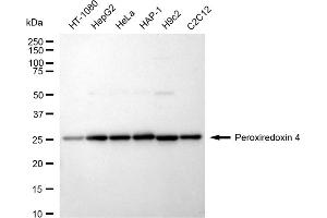 Western blotting analysis using Peroxiredoxin 4 antibody (ABIN7799779). (Recombinant Peroxiredoxin 4 anticorps)