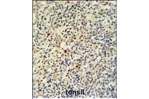 FLI-1 Antibody (N-term) (ABIN390410 and ABIN2840799) IHC analysis in formalin fixed and paraffin embedded human tonsil tissue followed by peroxidase conjugation of the secondary antibody and DAB staining. (FLI1 anticorps  (N-Term))
