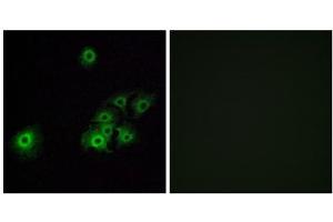 Immunofluorescence analysis of A549 cells, using OR4C15 antibody. (OR4C15 anticorps  (C-Term))