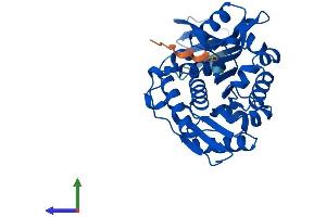 AlphaFold protein structure predicition of Mouse Recombinant Rbks Protein, UniprotID Q8R1Q9