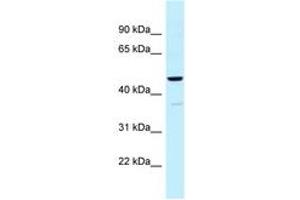 Image no. 1 for anti-Ubiquinol-Cytochrome C Reductase Core Protein I (UQCRC1) (AA 84-133) antibody (ABIN6747827) (UQCRC1 anticorps  (AA 84-133))