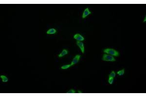 Detection of AREG in Human MCF7 cell using Monoclonal Antibody to Amphiregulin (AREG)