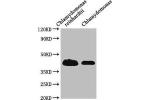 Western Blot Positive WB detected in: Chlamydomonas reinhardtii tissue, Chlamydomonas tissue All lanes: RB38 antibody at 1:1000 Secondary Goat polyclonal to rabbit IgG at 1/50000 dilution Predicted band size: 45 kDa Observed band size: 45 kDa (Chloroplast-Targeted RNA-Binding Protein (RB38) (AA 1-382) anticorps)