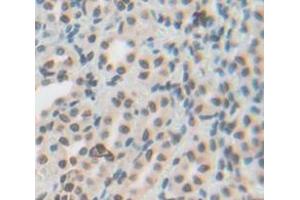 IHC-P analysis of Rat Tissue, with DAB staining. (NR1D2 anticorps  (AA 249-578))