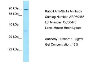 Western Blotting (WB) image for anti-Syntaxin 1A (Brain) (STX1A) (N-Term) antibody (ABIN2788087) (STX1A anticorps  (N-Term))