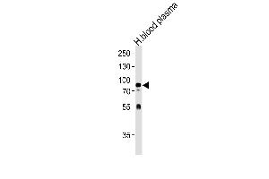 NRG3 Antibody (Center) (ABIN1537707 and ABIN2840659) western blot analysis in human blood plasma tissue lysates (35 μg/lane). (Neuregulin 3 anticorps  (AA 305-336))