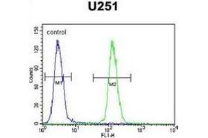 Flow cytometric analysis of U251 cells using IPCEF1 / PIP3-E Antibody (C-term) Cat. (ICEF1 anticorps  (C-Term))