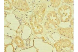 Immunohistochemistry of paraffin-embedded human kidney tissue using ABIN7143923 at dilution of 1:100