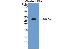 Western blot analysis of the recombinant protein. (Reelin anticorps  (AA 2398-2608))