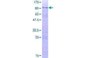 Image no. 1 for Activating Transcription Factor 7 (ATF7) (AA 1-483) protein (GST tag) (ABIN1345950)