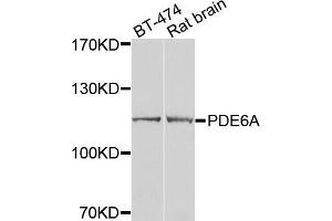 Western blot analysis of extracts of various cell lines, using PDE6A antibody (ABIN5974769) at 1/1000 dilution. (PDE6A anticorps)