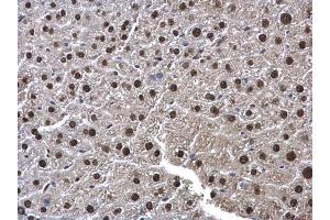 IHC-P Image UFD1L antibody detects UFD1L protein at cytoplasm and nucleus in mouse liver by immunohistochemical analysis.