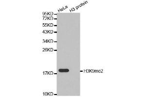 Western blot analysis of extracts of various cell lines, using DiMethyl-Histone H3-K9 antibody.